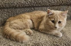 Lost Female Cat last seen Off of Peterson Rd., near Springs Ranch Elementary, Colorado Springs, CO 80922