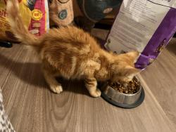 Found/Stray Male Cat last seen Trinity st and park st, Cleburne, TX 76031