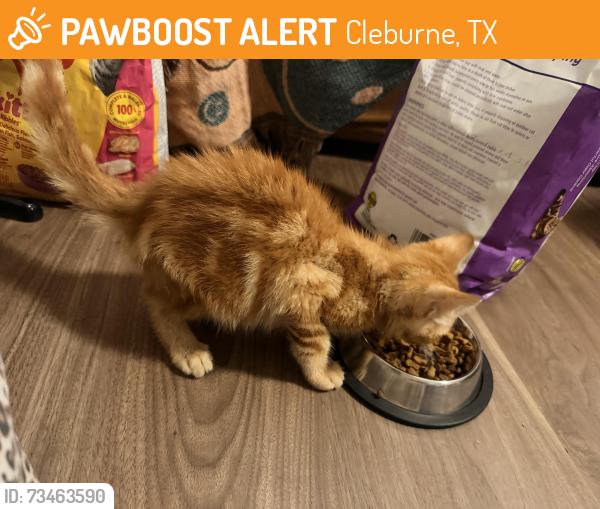 Found/Stray Male Cat last seen Trinity st and park st, Cleburne, TX 76031