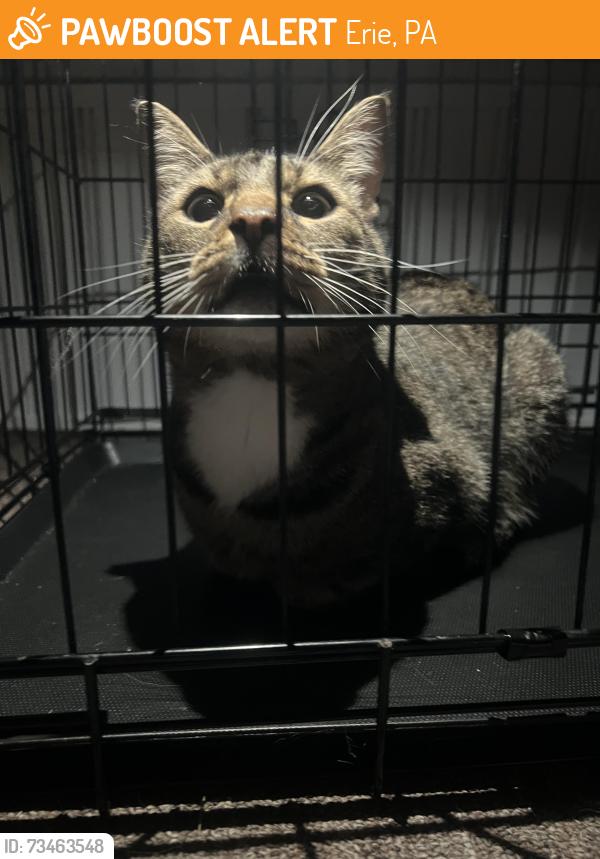 Found/Stray Unknown Cat last seen Kearsarge FD, Erie, PA 16509