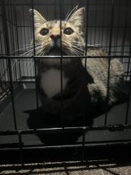 Found/Stray Unknown Cat last seen Kearsarge FD, Erie, PA 16509