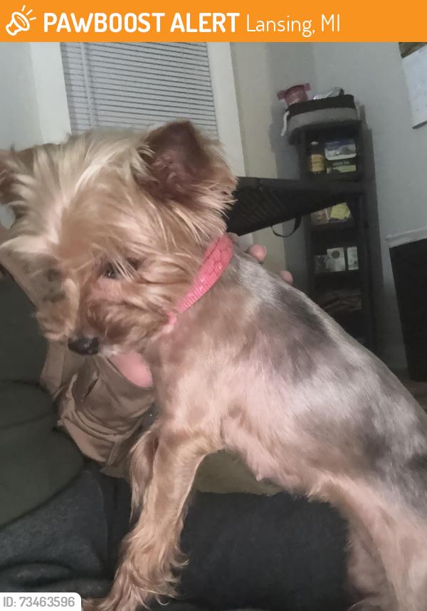 Found/Stray Female Dog last seen Parking lot behind Impression 5., Lansing, MI 48933