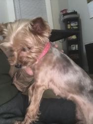 Found/Stray Female Dog last seen Parking lot behind Impression 5., Lansing, MI 48933
