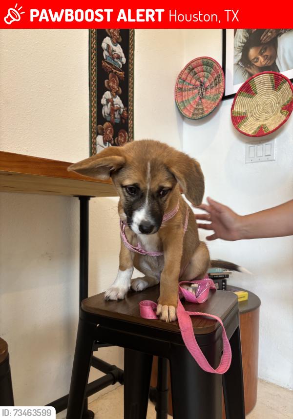 Lost Female Dog last seen Gypsy Poet, Houston, TX 77004
