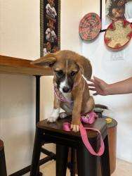 Lost Female Dog last seen Gypsy Poet, Houston, TX 77004