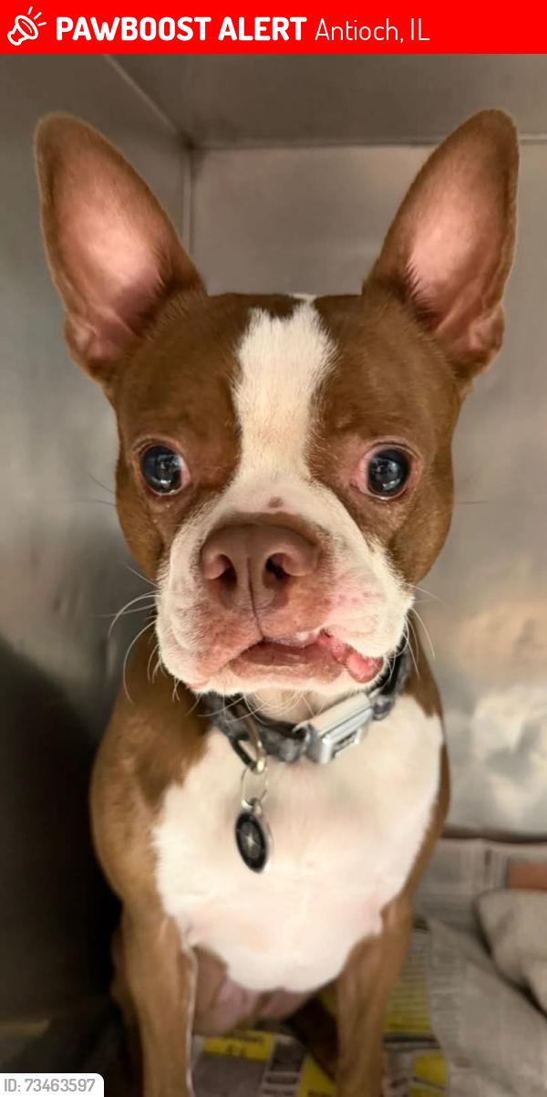 Lost Male Dog last seen North Ave and 83, Antioch, IL 60002