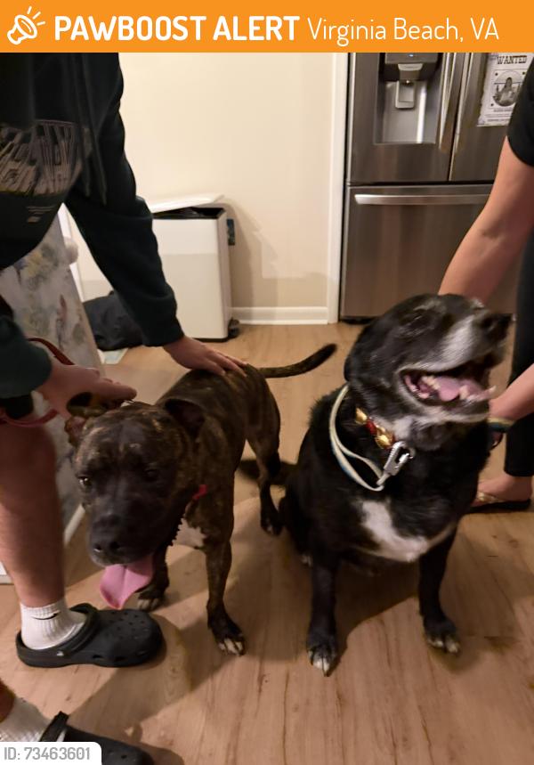 Found/Stray Male Dog last seen Moonstone, Virginia Beach, VA 23456