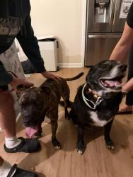 Found/Stray Male Dog last seen Moonstone, Virginia Beach, VA 23456
