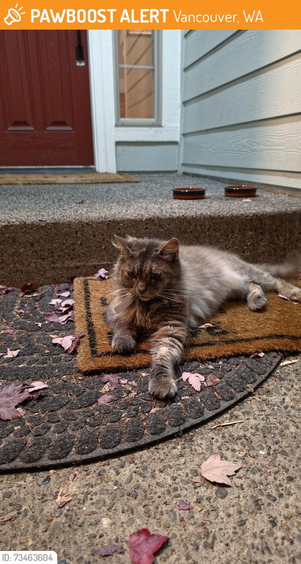 Found/Stray Unknown Cat last seen Near ne 109th st, Vancouver, WA 98686