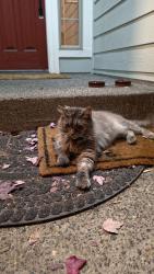Found/Stray Unknown Cat last seen Near ne 109th st, Vancouver, WA 98686