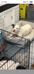 Reunited Male Dog last seen Lindbergh Blvd not far from the Shoprite shopping center, Philadelphia, PA 19153