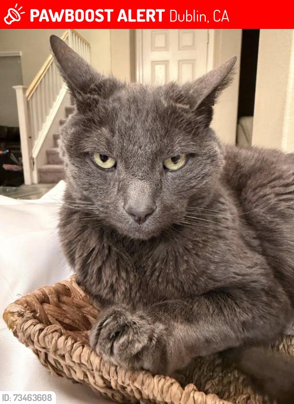 Lost Male Cat last seen Gleason, emerald Glenn park, tassajara, Dublin, CA 94568