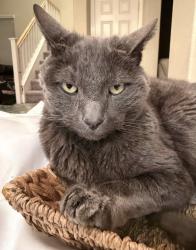Lost Male Cat last seen Gleason, emerald Glenn park, tassajara, Dublin, CA 94568