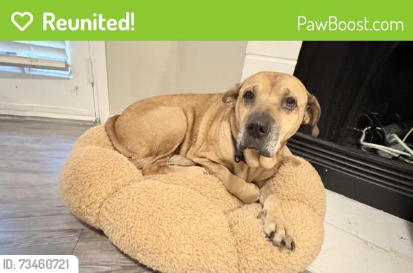 Reunited Female Dog last seen Mesquite golf club, Mesquite, TX 75150