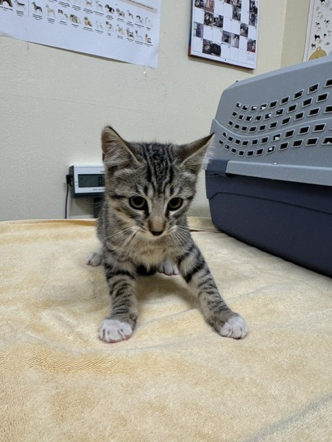 Shelter Stray Male Cat last seen QUARRY LAKES, 1950 Stevenson Blvd, Fremont, CA 94538, USA
