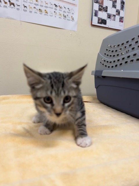 Shelter Stray Male Cat last seen QUARRY LAKES, 1950 Stevenson Blvd, Fremont, CA 94538, USA
