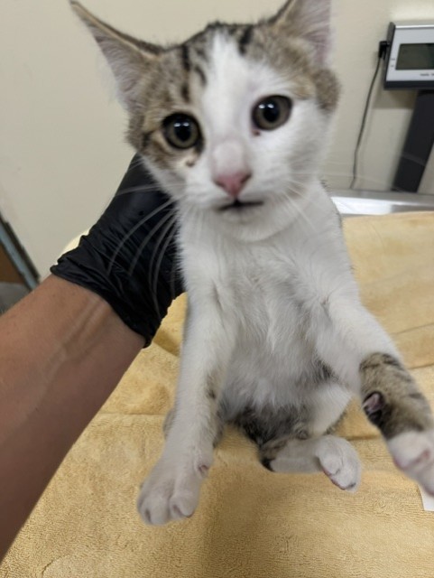 Shelter Stray Female Cat last seen QUARRY LAKES, 1950 Stevenson Blvd, Fremont, CA 94538, USA