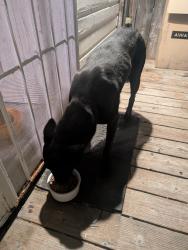 Reunited Male Dog last seen Vallejo, CA, USA, Vallejo, CA 94590