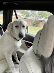 Found/Stray Female Dog last seen Highway near duncanville, Duncanville, TX 75116