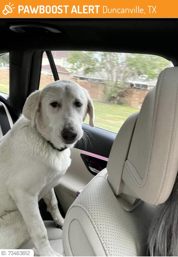 Found/Stray Female Dog last seen Highway near duncanville, Duncanville, TX 75116