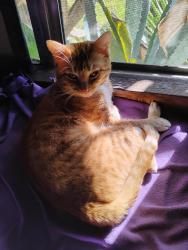 Lost Male Cat last seen El Norte and Washington, Escondido, CA 92027
