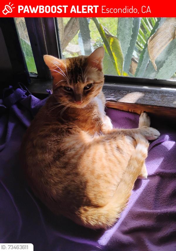 Lost Male Cat last seen El Norte and Washington, Escondido, CA 92027