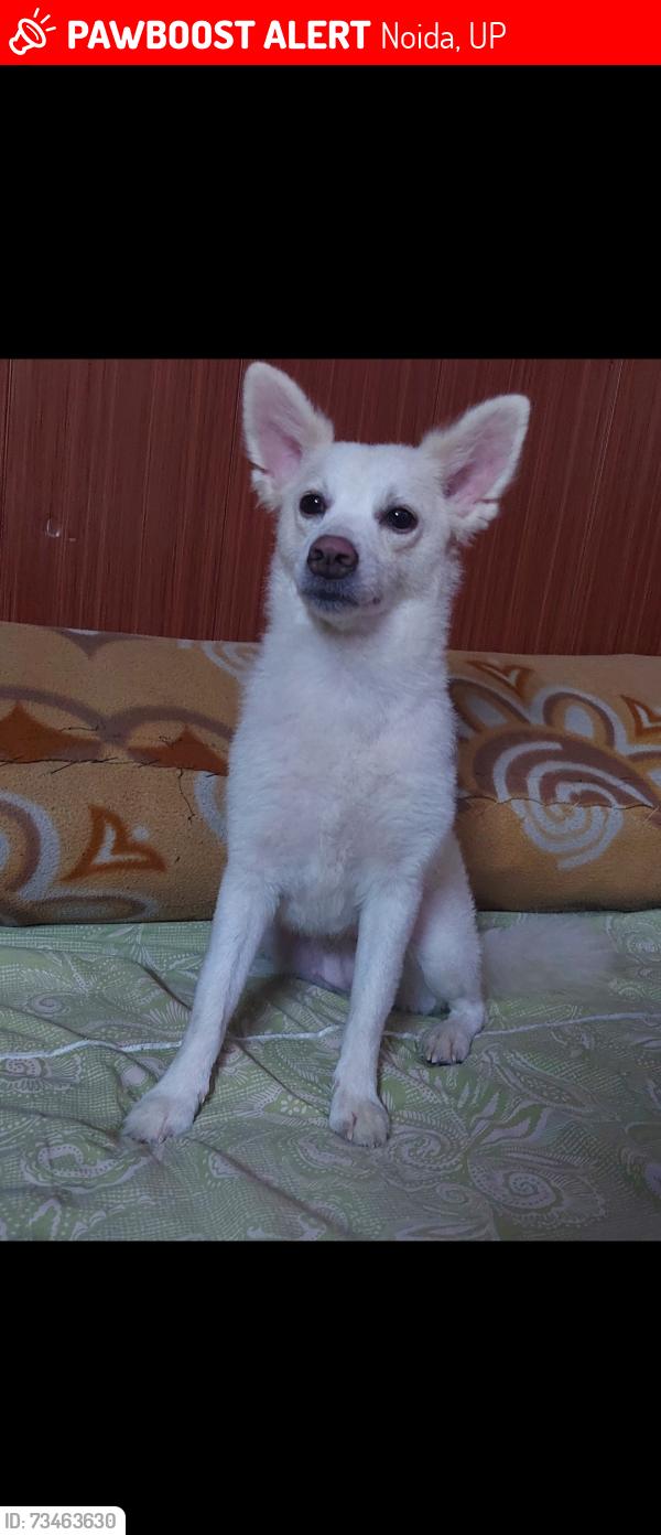 Lost Female Dog last seen GANGA apmt, Noida, UP 