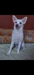Lost Female Dog last seen GANGA apmt, Noida, UP 