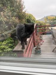 Found/Stray Male Cat last seen Colgate Avenue in Kensington, Kensington, CA 94708