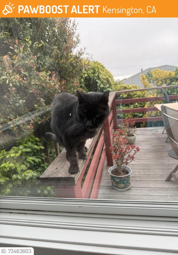 Found/Stray Male Cat last seen Colgate Avenue in Kensington, Kensington, CA 94708