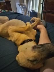 Lost Female Dog last seen Ashlan on ramp, Fresno, CA 93722