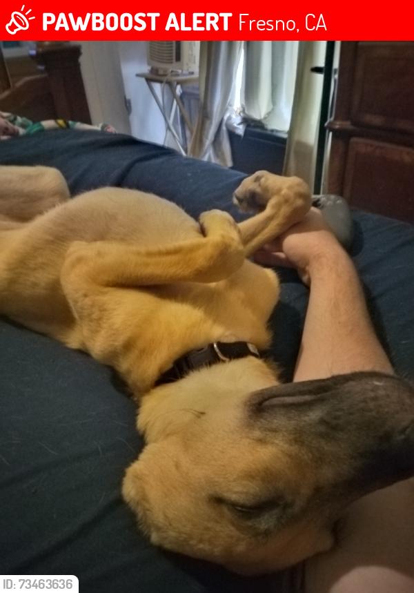 Lost Female Dog last seen Ashlan on ramp, Fresno, CA 93722