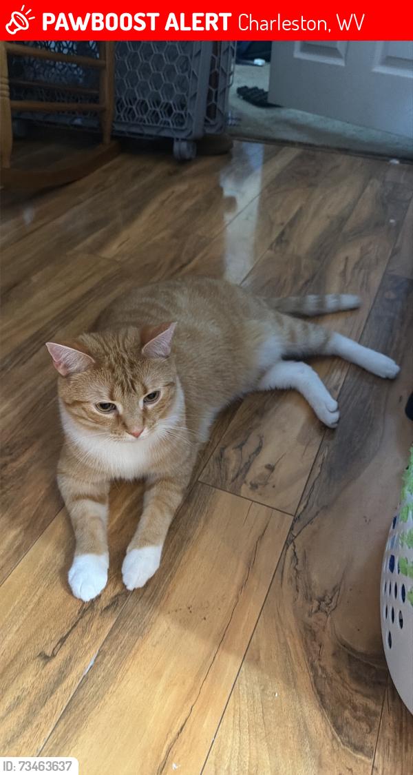 Lost Male Cat last seen At our home, Charleston, WV 25306