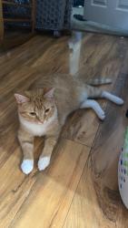 Lost Male Cat last seen At our home, Charleston, WV 25306