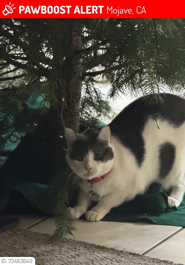 Lost Male Cat last seen McDonald’s parking lot, Mojave, CA 93501