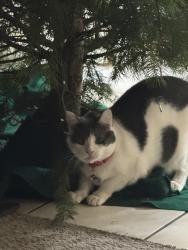 Lost Male Cat last seen McDonald’s parking lot, Mojave, CA 93501