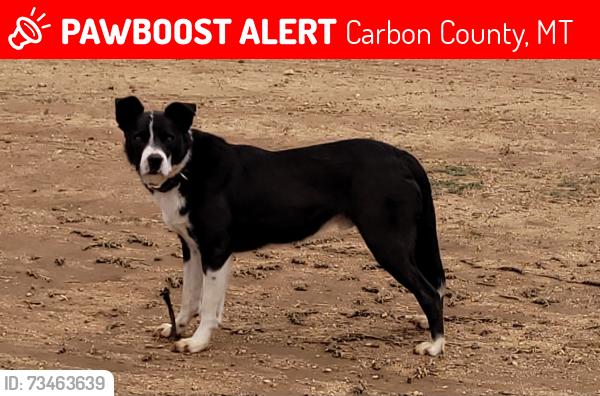 Lost Male Dog last seen Edgar Fromberg Rd, Carbon County, MT 59029
