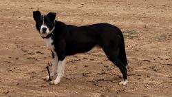 Lost Male Dog last seen Edgar Fromberg Rd, Carbon County, MT 59029
