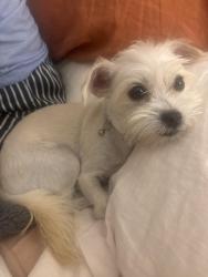 Found/Stray Female Dog last seen 7th/Cherry Ave, Long Beach, CA 90804