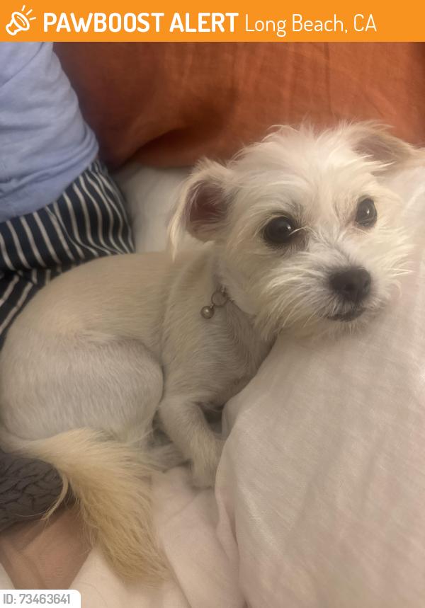 Found/Stray Female Dog last seen 7th/Cherry Ave, Long Beach, CA 90804