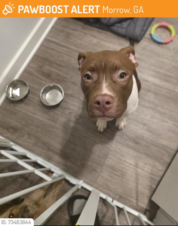 Found/Stray Female Dog last seen QT- Mt Zion Blvd, Morrow, GA 30260