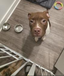 Found/Stray Female Dog last seen QT- Mt Zion Blvd, Morrow, GA 30260