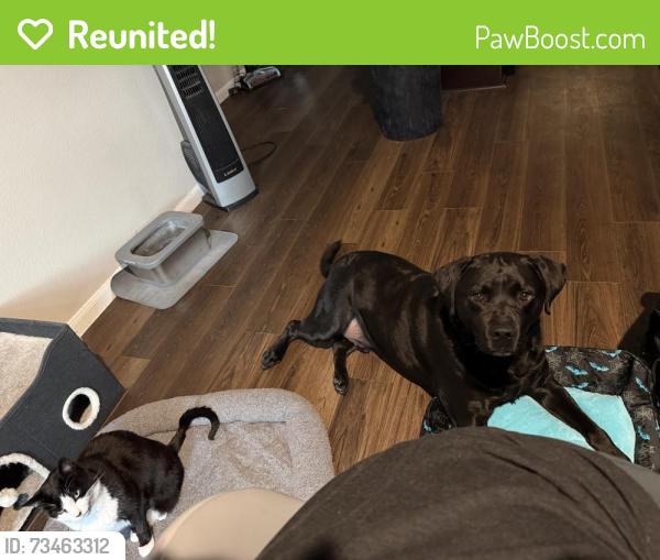 Reunited Male Dog last seen Red clover dr, Montgomery County, TX 77355