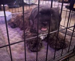 Reunited Unknown Dog last seen Near Rifle Gap Ln, Sugar Land, TX 77478