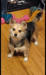 Lost Female Dog last seen Piedmont and Nevada, San Antonio, TX 78203