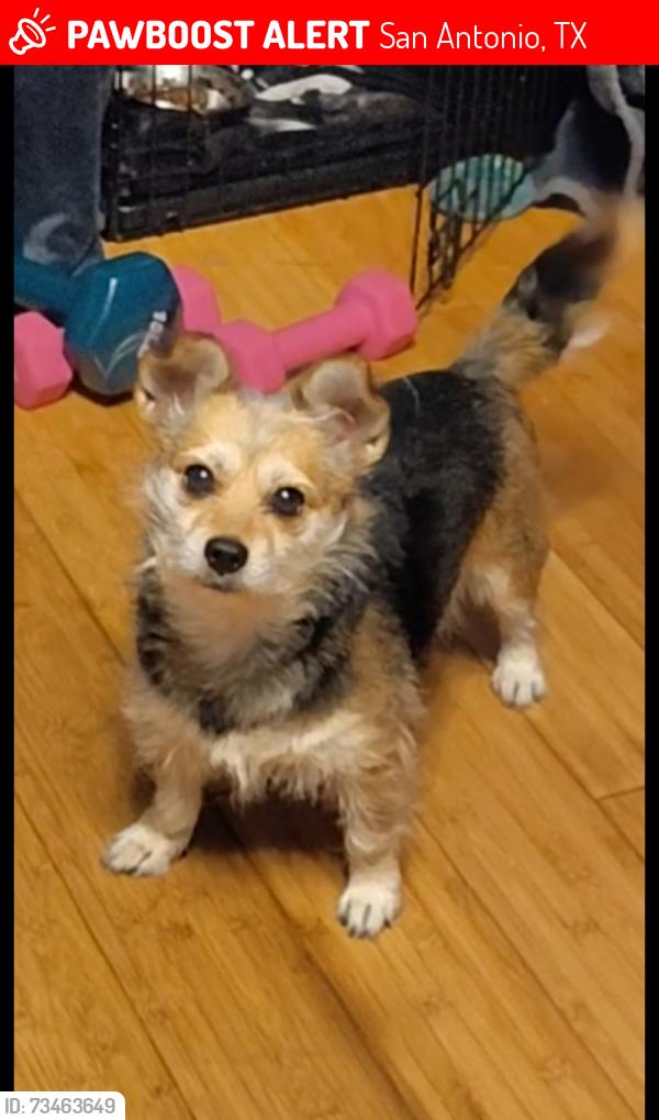 Lost Female Dog last seen Piedmont and Nevada, San Antonio, TX 78203