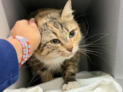 Shelter Stray Female Cat last seen Apt 10B,1940 Lexington Avenue, NEW YORK, NY, 10035, 326 E 110th St, New York, NY 10029, USA