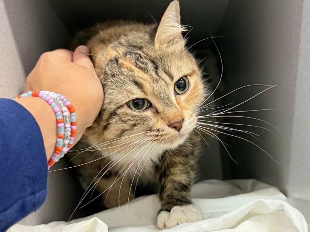 Shelter Stray Female Cat last seen Apt 10B,1940 Lexington Avenue, NEW YORK, NY, 10035, 326 E 110th St, New York, NY 10029, USA