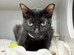 Shelter Stray Female Cat last seen Verrazano-Narrows Bridge, STATEN ISLAND, NY, 10305, 326 E 110th St, New York, NY 10029, USA