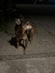 Found/Stray Unknown Dog last seen Pennsylvania & 20th, San Francisco, CA 94107